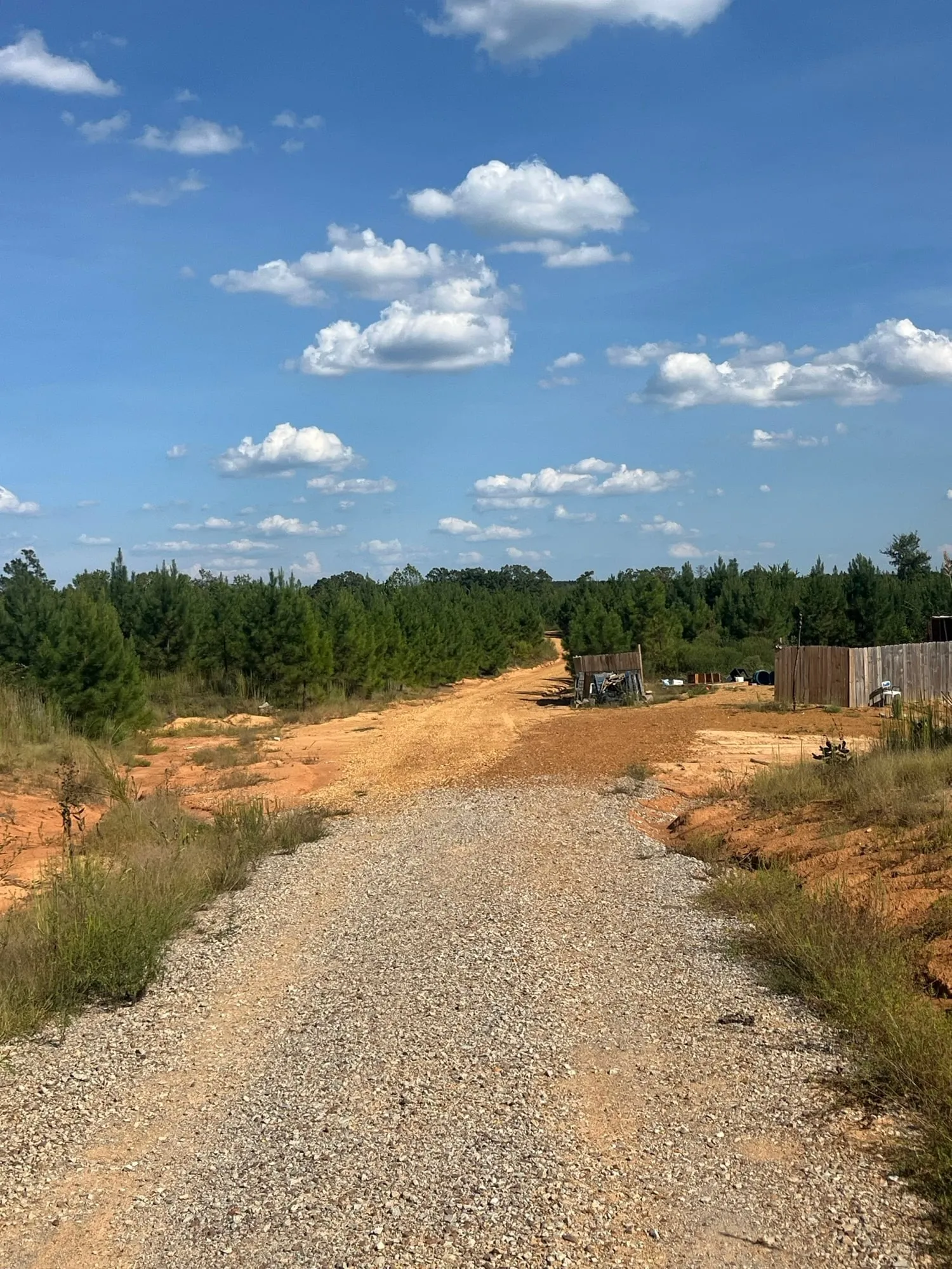 A gravel road cutting through the pines at Guardians Grove under a big blue sky