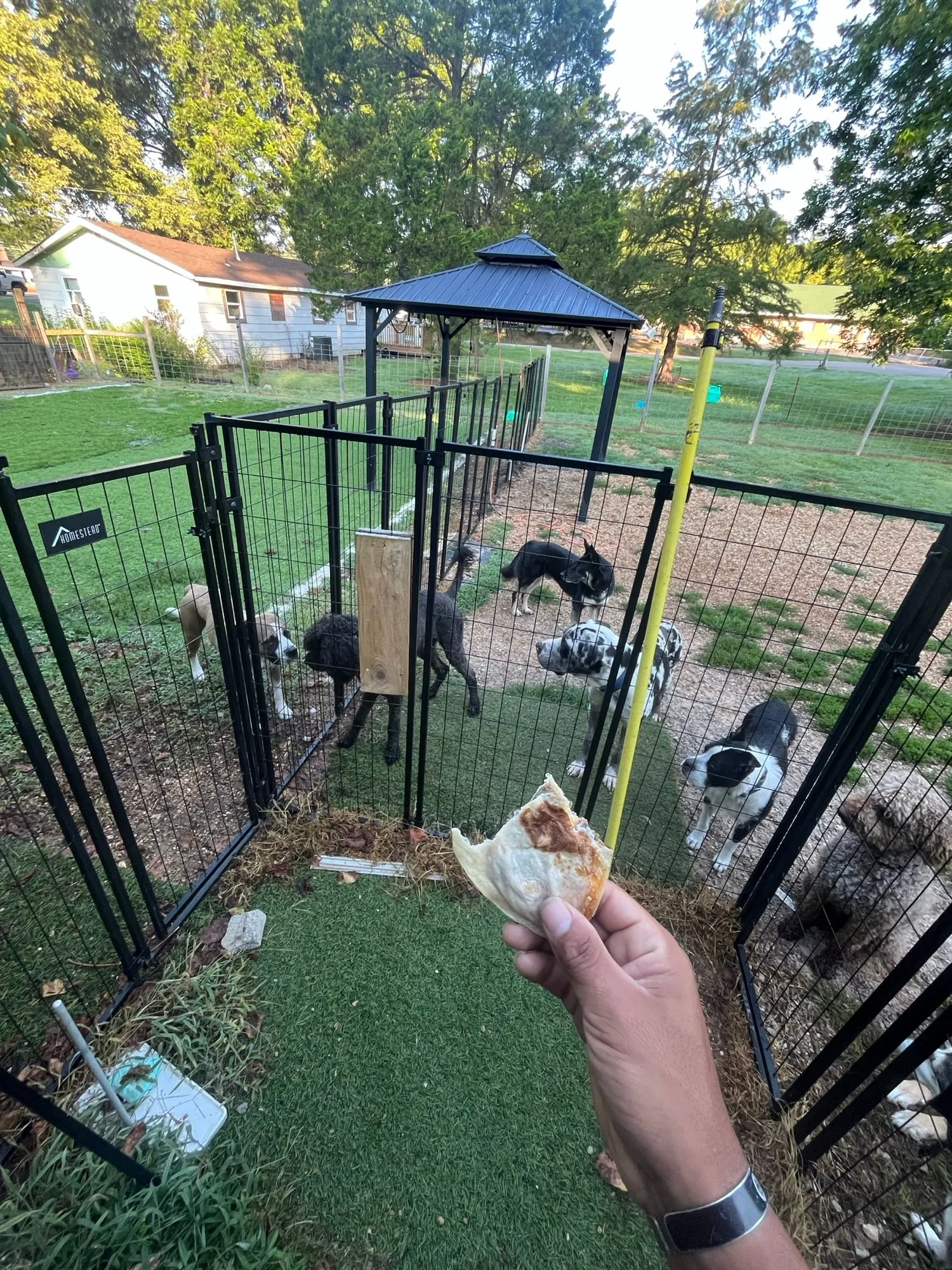 Dogs playing in the Canine Center yard while waiting on a treat