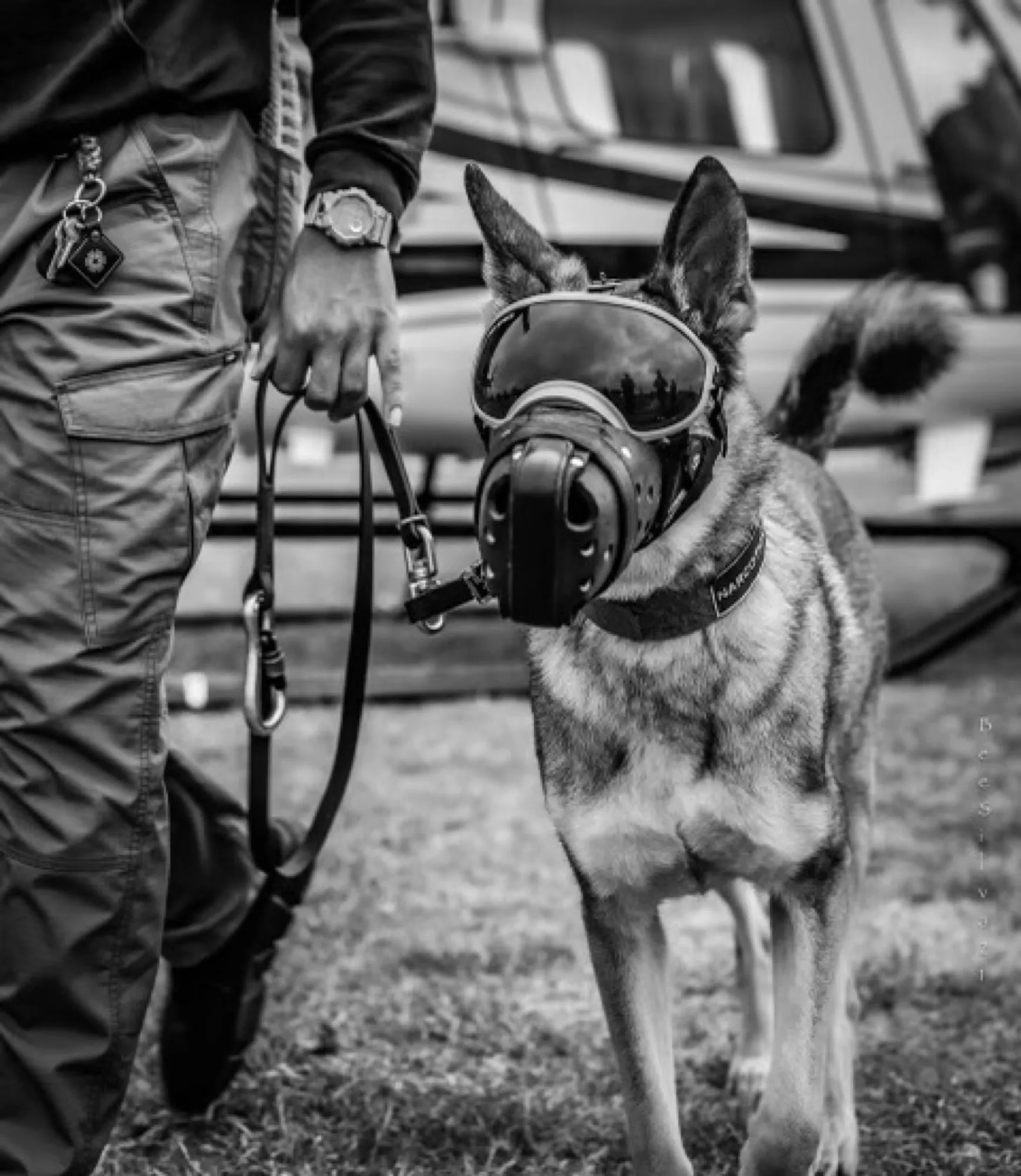 Black and white photo of a German shepherd in a muzzle walking calmly beside its handler