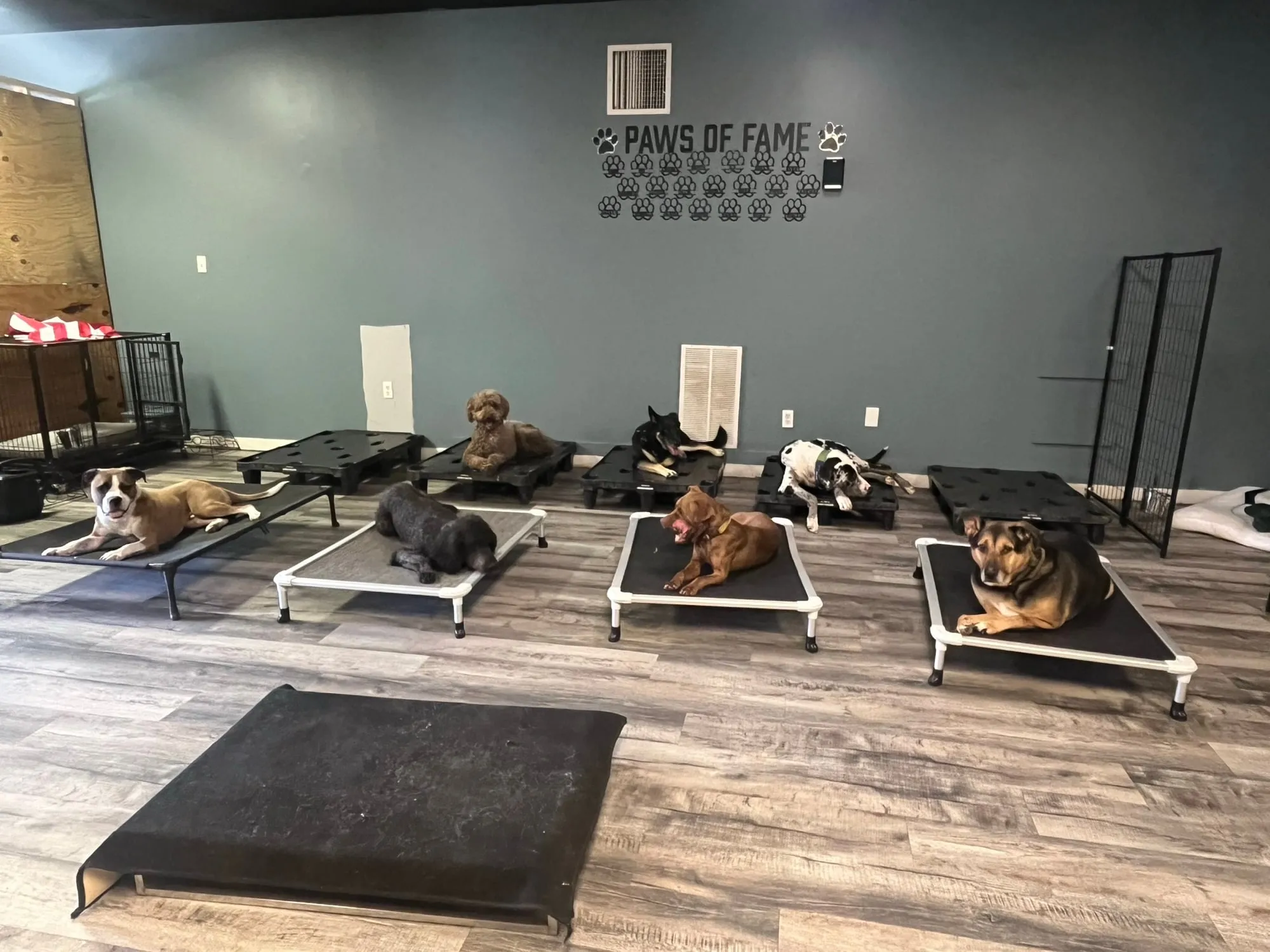 Several dogs resting calmly on raised cots in a bright room under a Paws of Fame sign