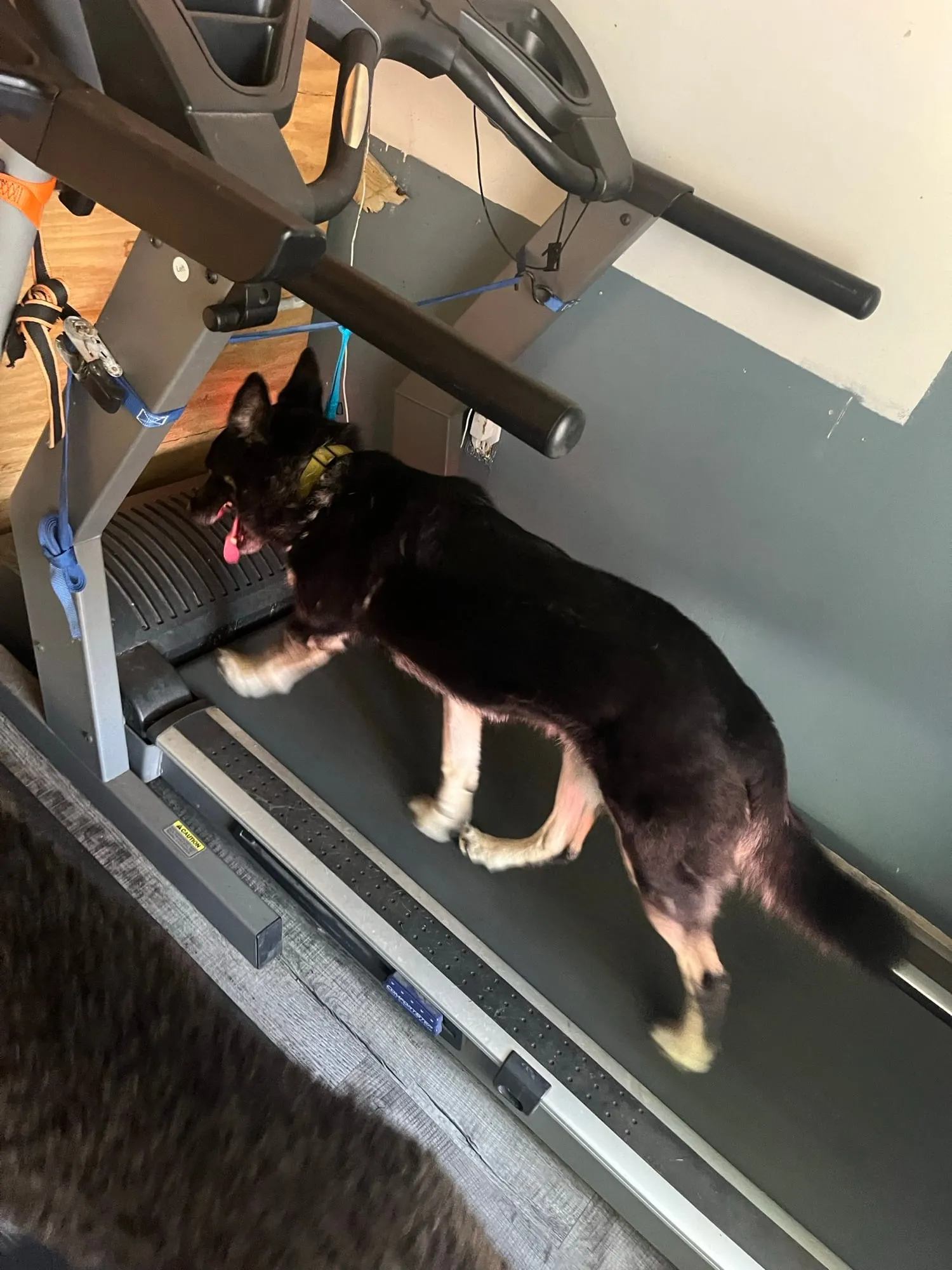 A dog working out on a canine treadmill