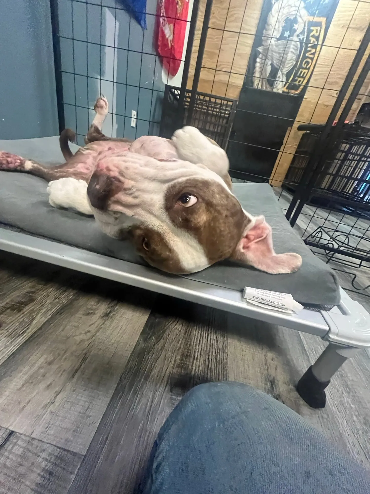 A rescued pit bull sprawled belly-up on a dog cot, completely relaxed