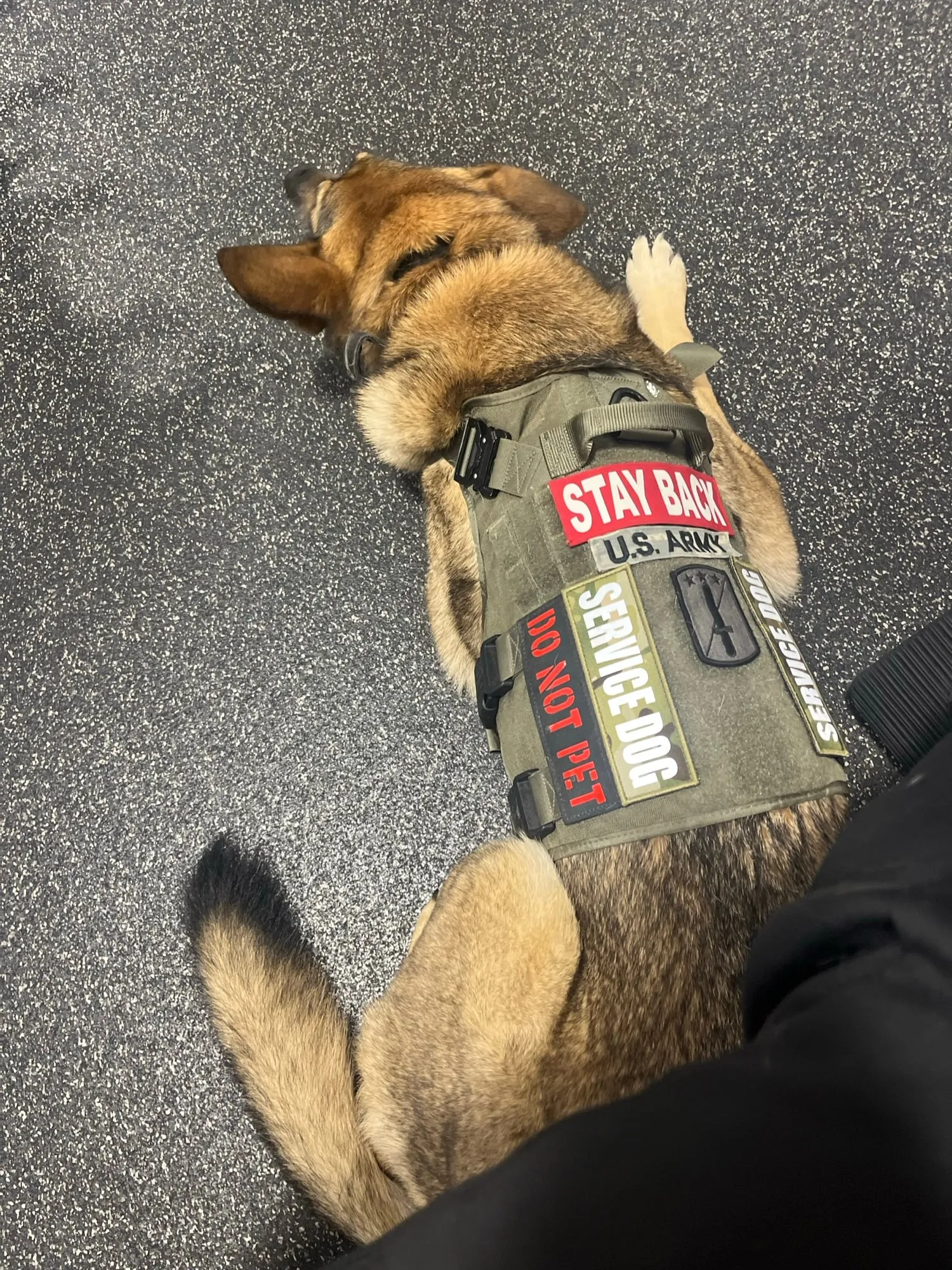 A German shepherd service dog resting at its handler's feet in a U.S. Army 'Stay Back' vest